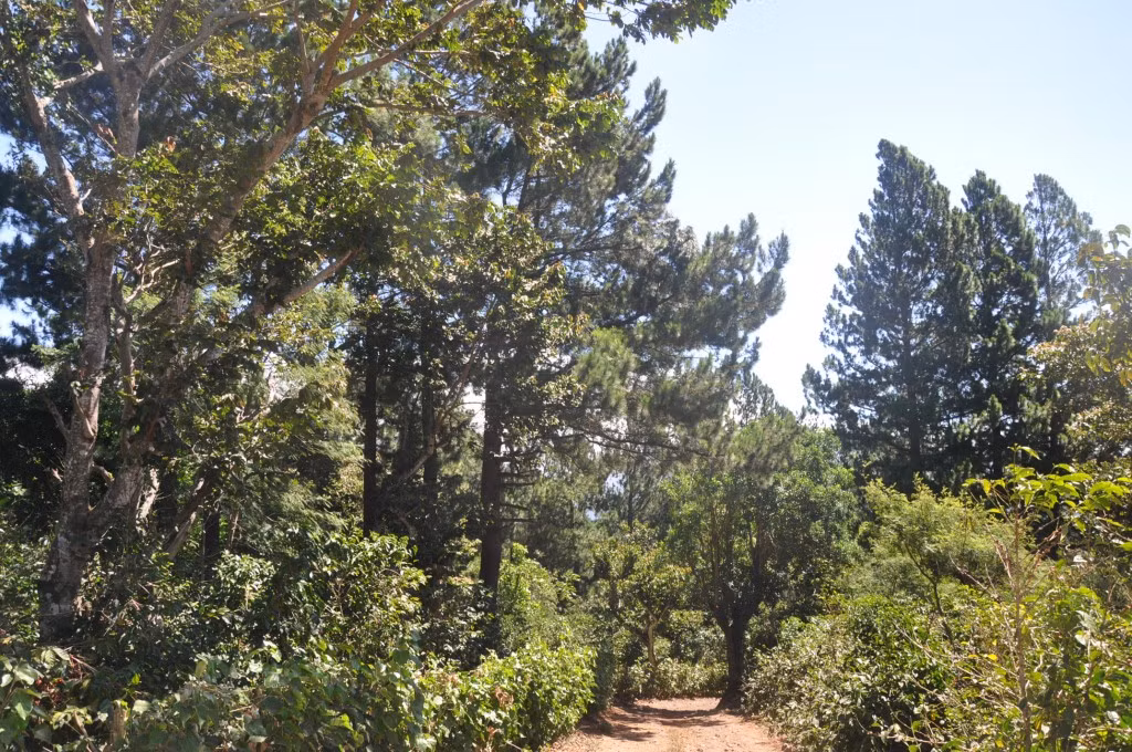 Cà phê Hacienda La Esmeralda Cañas Verdes được phát hiện lần đầu tiên năm 2004. Ảnh: Haciendaesmeralda