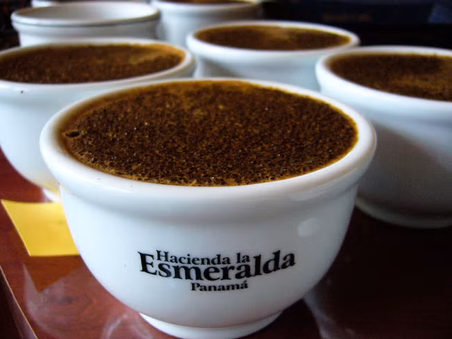 Hacienda La Esmeralda Cañas Verdes được đánh giá là cà phê có thứ hạng cao nhất và hương vị tốt nhất trong hệ thống phân loại cà phê toàn cầu. Ảnh: Gourmetsearcher