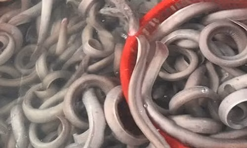 Dac san luon bien dat do dan Viet do xo mua co gi la?