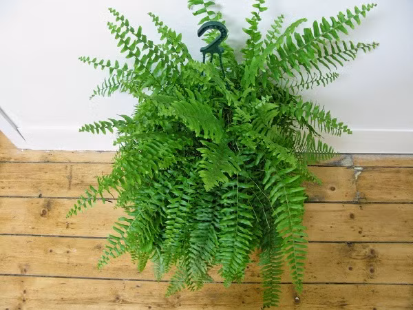 10 loai cay hut song va buc xa nen trong trong nha de xua doc hai