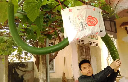 Thông thường, quả bầu dài khoảng 60-80 cm, nhưng gia đình cụ bà Bùi Thị Du tại Thanh Hóa sở hữu một quả bầu dài hơn 2 mét. Ảnh: Người lao động.