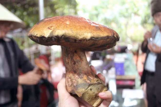 Loại nấm này chỉ mọc khi bắt đầu có những cơn mưa mùa hạ, hết mùa mưa là nấm hết. Do đó, trước và sau mùa mưa, có tiền triệu cũng không thể mua được. Ảnh: Zing.