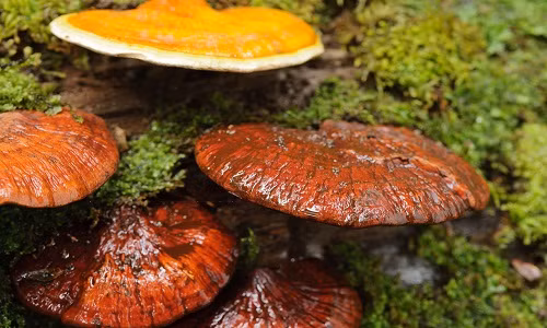 Nấm lim xanh thường mọc ở các vùng rừng già, nguyên sinh. Chúng sống ký sinh trên gốc, rễ cây lim đã chết. Ảnh: Namlimxanh.