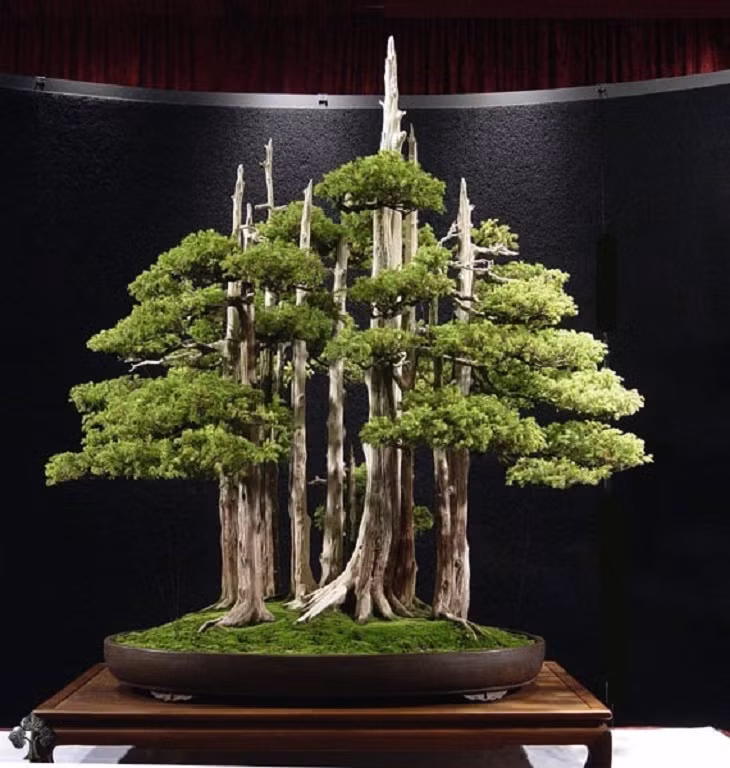 Cây bonsai đặc biệt được nghệ nhân người Anh - John Y. Naka trồng từ 11 loài khác nhau. Ông bắt đầu trồng từ năm 1948. Đến năm 1984, ông tặng chậu bonsai vô giá này cho Tổ chức Bonsai Quốc gia Hoa Kỳ để trưng bày. Nguồn ảnh: Ba-bamail.