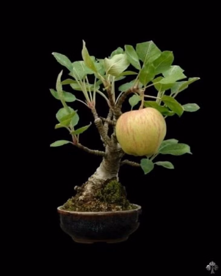 Chậu bonsai táo xinh xắn chưa đầy 17cm đã ngoài 30 năm tuổi.