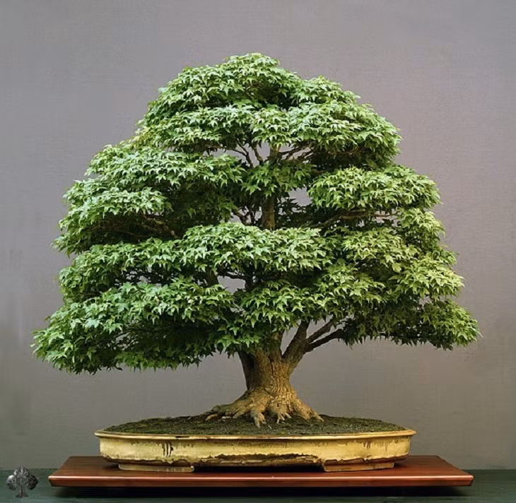 Với chiều cao gần 1 mét, cây bonsai khiến người xem kinh ngạc với thâm niên hơn 100 tuổi.
