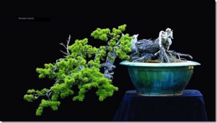 Bonsai thế độc theo phong cách cổ xưa của người Nhật.