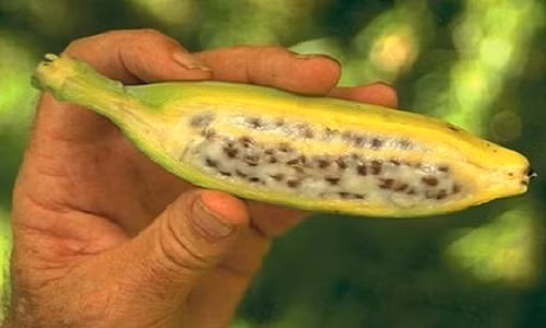 Đây có lẽ là loại chuối nhiều hạt nhất thế giới. Ảnh: Theverybesttop10.