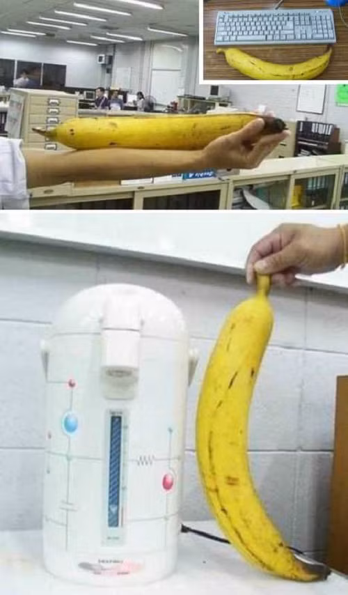 Quả chuối dài nhất thế giới 2 feet (60cm) có nguồn gốc từ châu Phi. Ảnh: Webecoist.