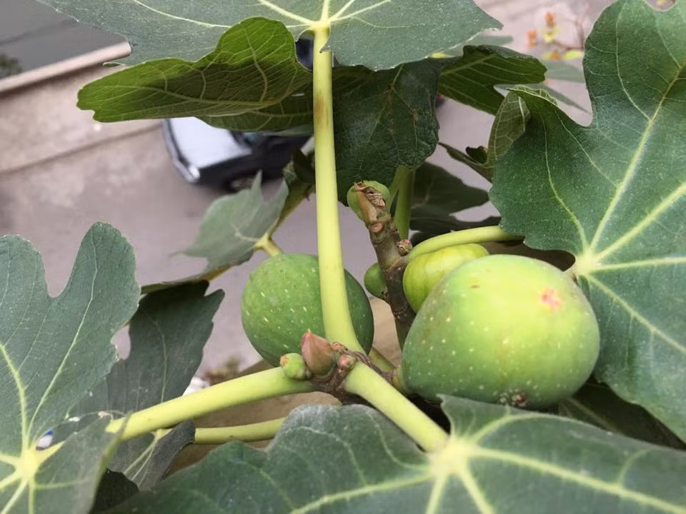 Sung Mỹ to, ăn ngọt, cho quả quanh năm