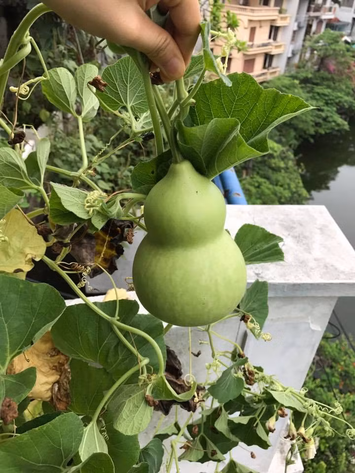 Dù được trồng trong chậu đất nhỏ hẹp nhưng cây vẫn cho quả khá to