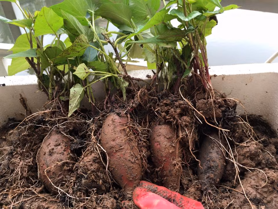 Ngoài ra, chị Hương còn trồng cả khoai lang Nhật