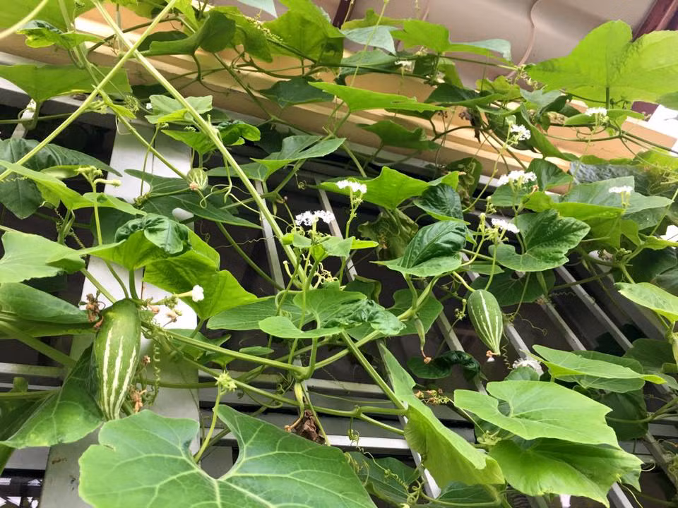 Mùa nào thức ấy, mỗi lần ban công nhà chị trồng vài ba loại rau củ quả, nhưng đa phần là các loại rau quả độc lạ được chị đặt mua giống từ các nước trên thế giới