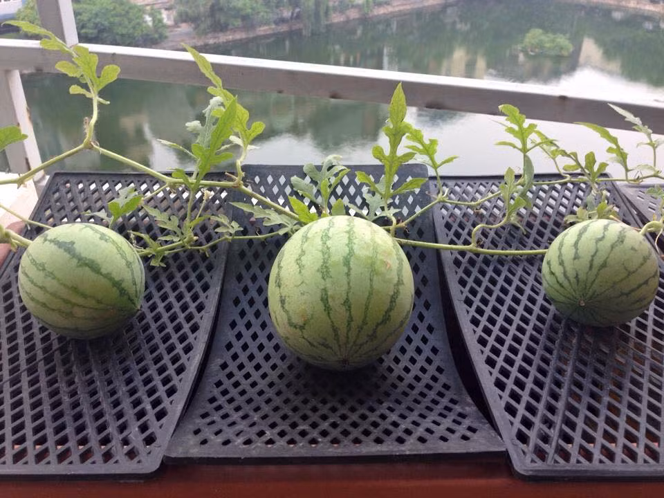 Dù mới trồng lần đầu nhưng dưa rất sai quả