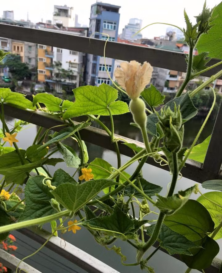 Giàn bầu hồ lô ngoài ban công