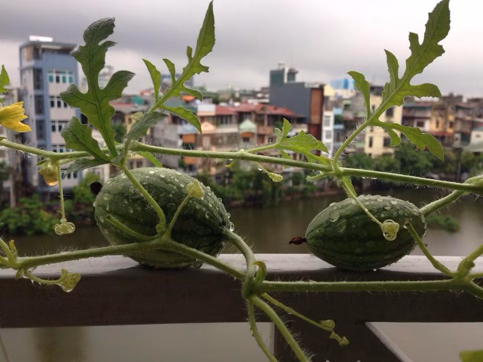 Dưa hấu Nga cũng là một loại quả lạ được chị trồng ngoài ban công.