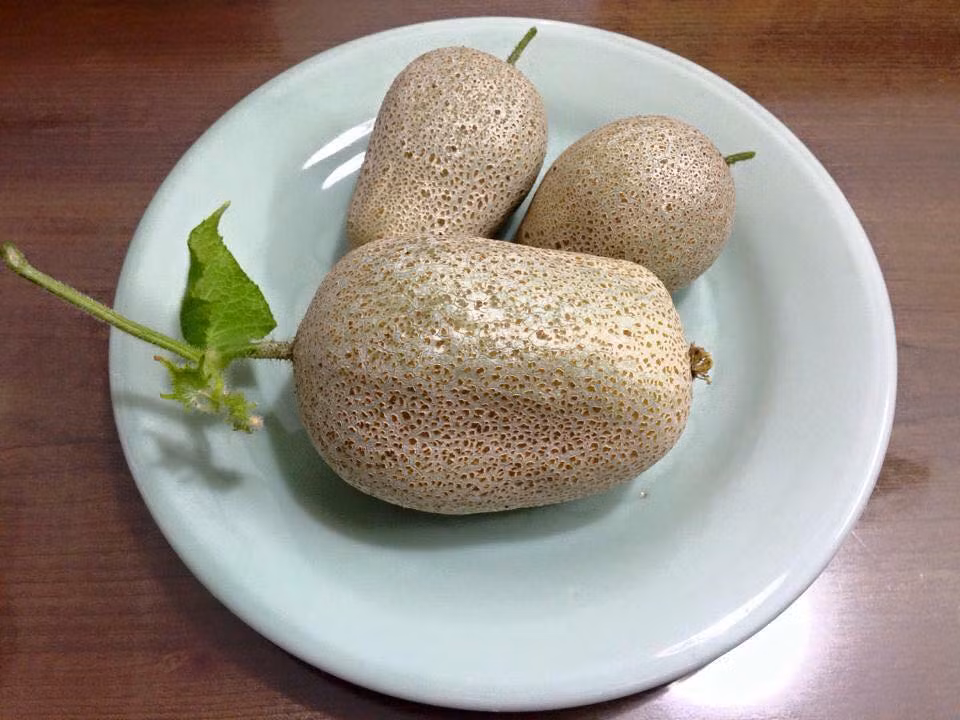 Loại dưa chuột này siêu đặc biệt, bởi đến lúc quả được thu hoạch vỏ bên ngoài sẽ chuyển sang màu hơi nâu giống với khoai tây.