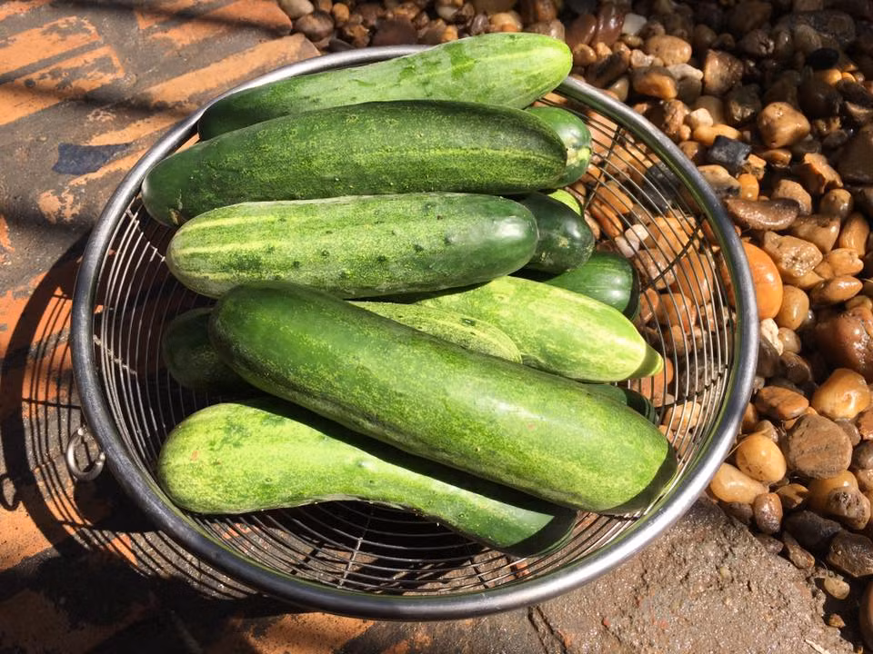 Hay như dưa chuột sạch