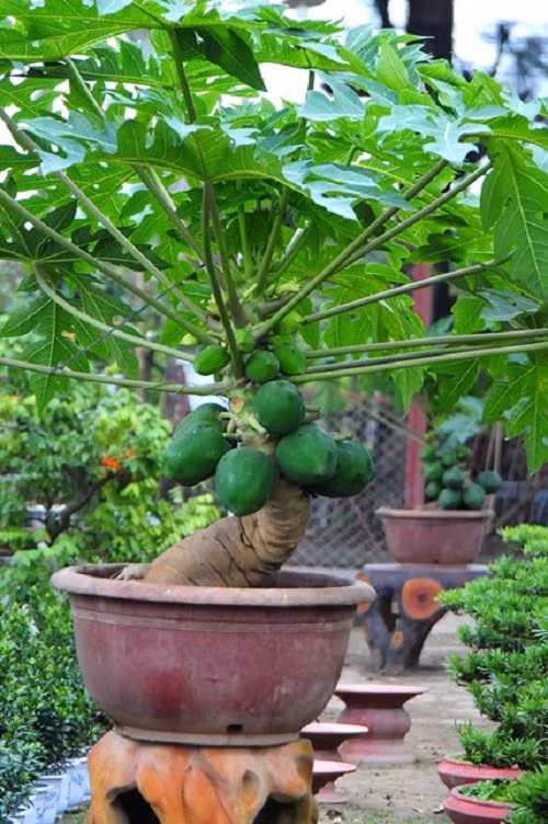 Bo tui bi kip trong du du trong chau van sai triu qua