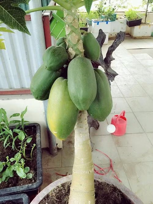 Sau 7 tháng, đu đủ có thể thu quả làm rau xanh, 9 tháng cho quả chín ăn tươi. Nếu để ăn tươi, nên thu quả đu đủ khi có các vết đốm hoặc sọc vàng. Sau vài ngày quả sẽ chín hoàn toàn. Nếu thu sớm hơn quả ăn sẽ nhạt. Ảnh: Dân Việt.