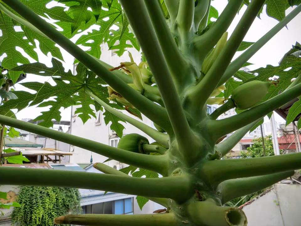 Tùy giống cây, thời tiết và cách chăm sóc mà đu đủ ra hoa sau 5 - 6 tháng. Để đậu nhiều quả và ngọt, cần bón thêm kali ở giai đoạn đu đủ ra hoa. Ảnh: Khám phá.