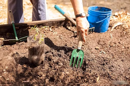 Với đất trồng, có thể mua đất sẵn hoặc lấy đất từ ải từ ruộng lúa, đất phù sa phơi khô trộn với xỉ than đã qua xử lý theo tỷ lệ 4:1. Sau đó trộn với phân bò hoai mục, phân gà, phân trùn quế, vỏ trấu, xơ dừa, than bùn, mùn hữu cơ…Ảnh: Internet.