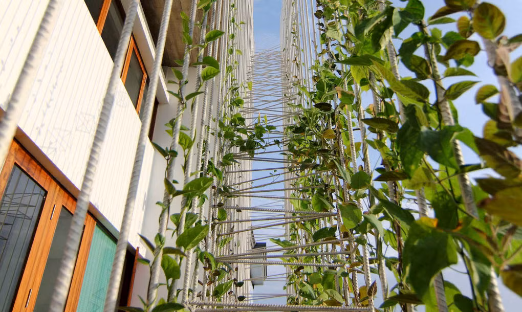 Điểm ấn tượng nhất của ngôi nhà là khu vườn đứng xanh mướt phía sau nhà.