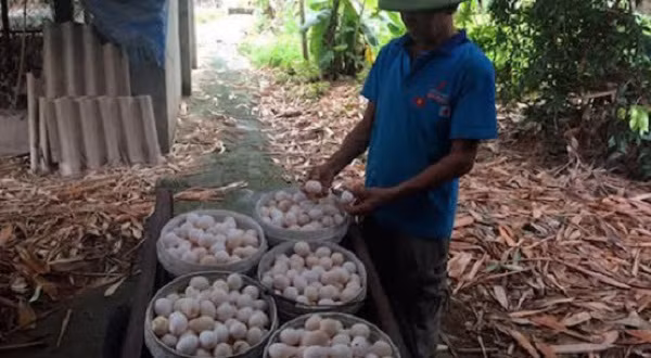 Không chỉ gà thịt, trứng gà cũng trong tình trạng lên xuống thất thường. Trứng gà loại to đẹp chỉ 1.300 đồng/quả, trong khi cùng kỳ năm 2016 loại này là 1.700 đồng/quả. Trứng trung bình chỉ có giá 1.150 đồng/quả còn loại nhỏ là 700-800 đồng/quả. Ảnh: Thuonghieucongluan.