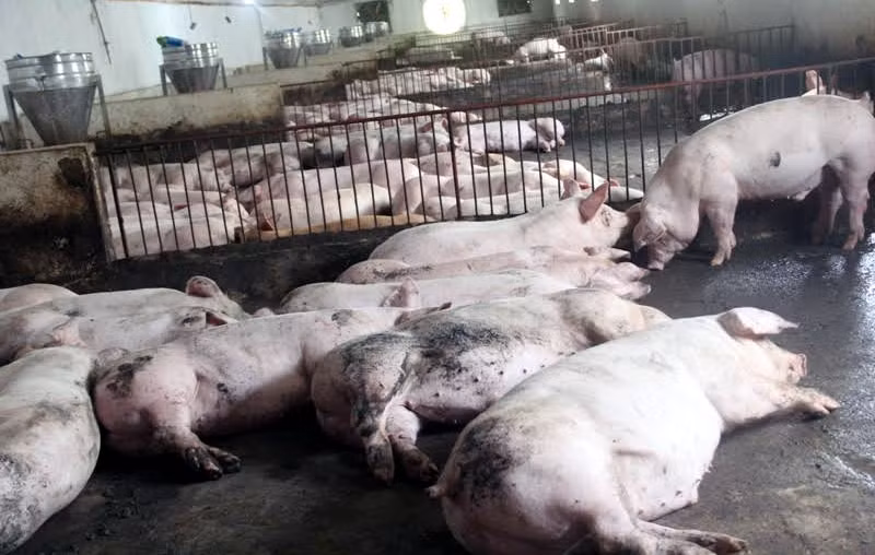 Thịt lợn rớt giá, nhiều hộ chăn nuôi phá sản. Nhiều trang trại còn rao bán đất, treo chuồng. Ảnh: Vietnamnet.