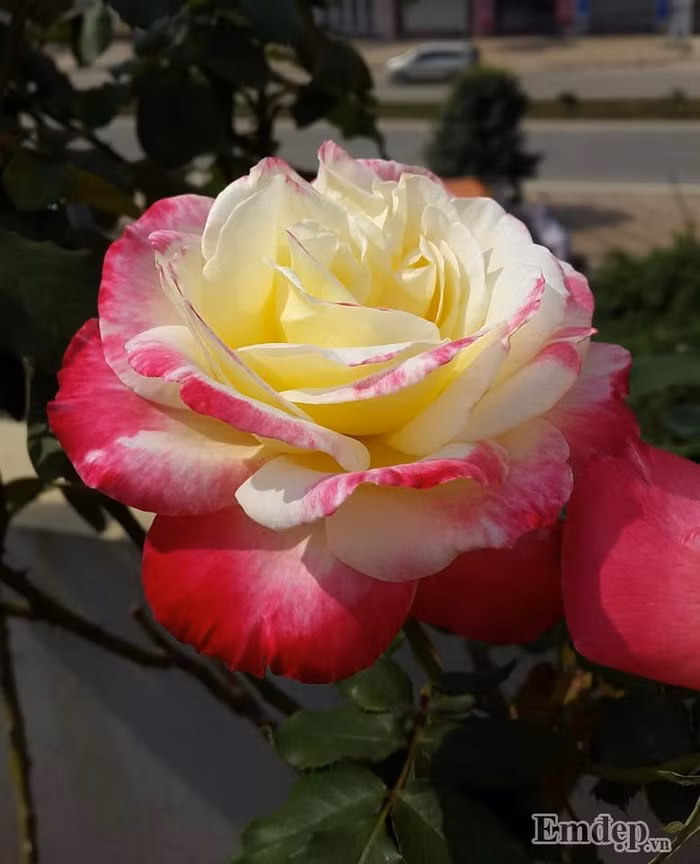 Hoa hồng Double Delight.