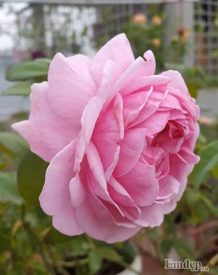 Tuy nhiên, cách đây 3 năm, khi chuẩn bị làm nhà mới, chị lại cố gắng thiết kế một khoảng vườn nhỏ trên tầng thượng và các ban công để thực hiện ước mơ của mình, đó là trồng hoa.