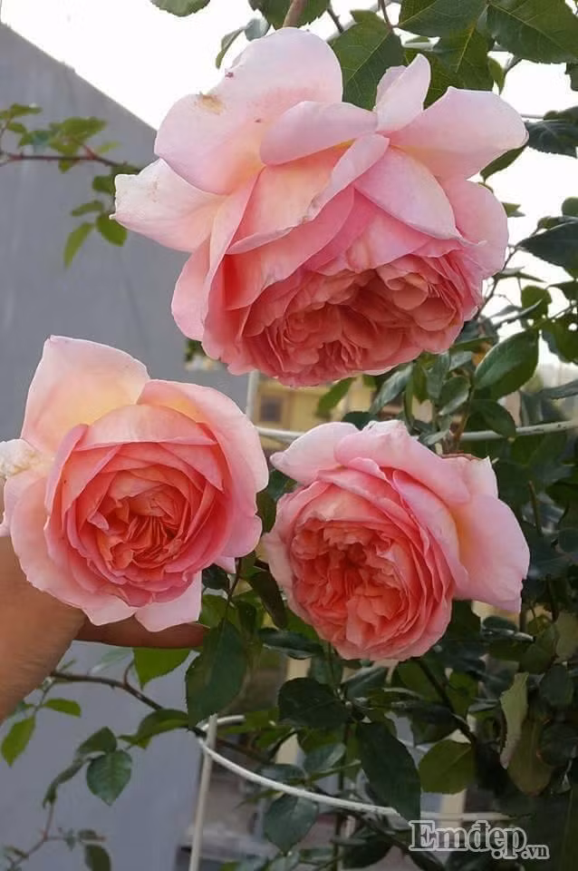 Chị Trịnh Thị Thanh Hương có tình yêu hoa cỏ từ gày bé. Thuở nhỏ, chị cũng đã có cho mình một mảnh vườn nhỏ trồng hoa hồng nhung. Sau khi lấy chồng, sinh con, do điều kiện nhà không có đất, lại thêm bận rộn với công việc nên chị đã bỏ lỡ tình yêu với hoa.