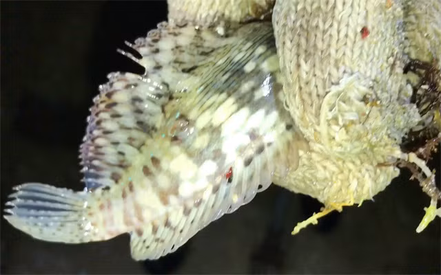 "Cá thòi lòi sống riêng từng con nên số lượng bắt không nhiều; đi soi thường chỉ được 300-500 gram/đêm. Do chất lượng thịt rất ngon và ít nên cá thòi lòi bắt được thường chỉ để chế biến làm thức ăn trong gia đình. Thỉnh thoảng, khi nào vô mánh được nhiều thì mới mang đi bán với giá 200-250.000 đồng/kg", nhiều người đi soi đêm ở Lý Sơn bày tỏ. Đây cũng chính là lí do vì sao dù được ví là đặc sản nhưng rất ít người được thưởng thức loài cá này.