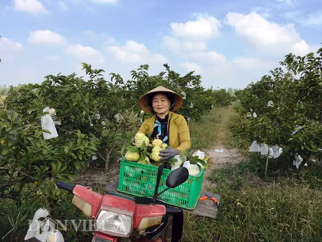 Ngo ngang vuon mang cau na “sieu qua” to bang chen com-Hinh-3