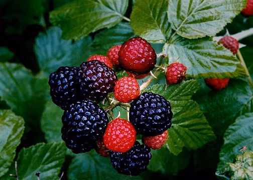 Quả mâm xôi còn có tên khoa học là Rubus alceaefolius Poir, là loài mọc hoang rộng rãi ở khắp các tỉnh vùng núi thấp, trung du và đồng bằng. Quả, cành, lá và rễ đều được dùng để làm thuốc trong dân gian.