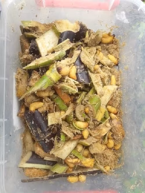 Kinh hoang 5 loai bi cam tro thanh 