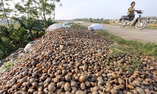 Kinh hoang 5 loai bi cam tro thanh 