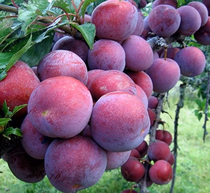 Chùm mận đỏ mọng, căng tròn khiến du khách mê mệt. Ảnh: Phượt.