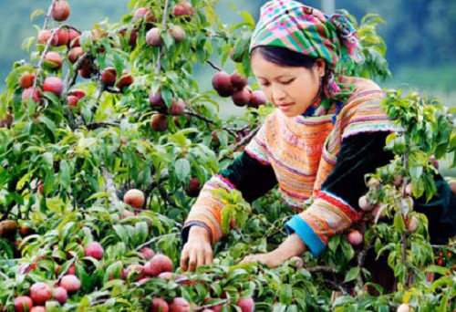 Mận chính vụ đang bán trên thị trường có giá khoảng 60.000 - 70.000 đồng/kg. Ảnh: Lao động.