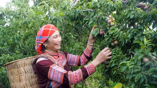 Mùa thu hoạch mận như ngày hội của người dân vùng cao nguyên. Ảnh: Dân Việt.