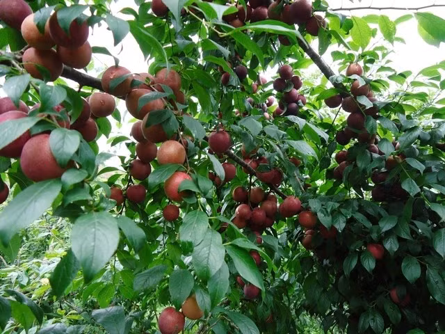 Năm nay, mận đầu mùa có giá khá đắt từ 150.000 - 200.000 đồng/kg. Ảnh: Dacsanmocchau.