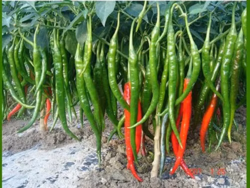 Cái tên lạ của ớt đậu đũa bắt nguồn từ chiều dài khủng (25-30cm) của quả, hơn hẳn so với các giống khác trong họ ớt. Ảnh: Hạt giống Minh Đăng.