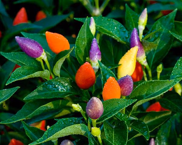 Nhắc đến những giống ớt lạ phải kể đến ớt cầu vồng với đủ loại sắc màu. Trên cùng một cây, ớt ra đủ các loại màu từ kem, vàng, trắng, tím, cam và đỏ. Ảnh: Hatgiong247.