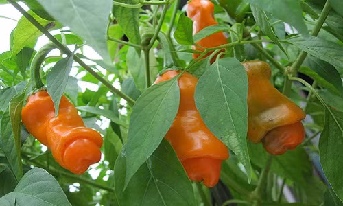 Ớt của quý thường có hai màu vàng và đỏ khi chín. Ngoài hình dáng đặc biệt, ớt Peter cũng rất cay, có thể gây bỏng lưỡi. Ảnh: Hatgiongf1.