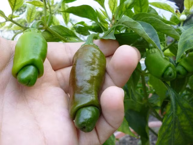 Ớt Peter hay còn gọi ớt của quý luôn nằm trong danh sách các loại củ quả có hình dạng kỳ lạ nhất thế giới. Ảnh: Dân Việt.