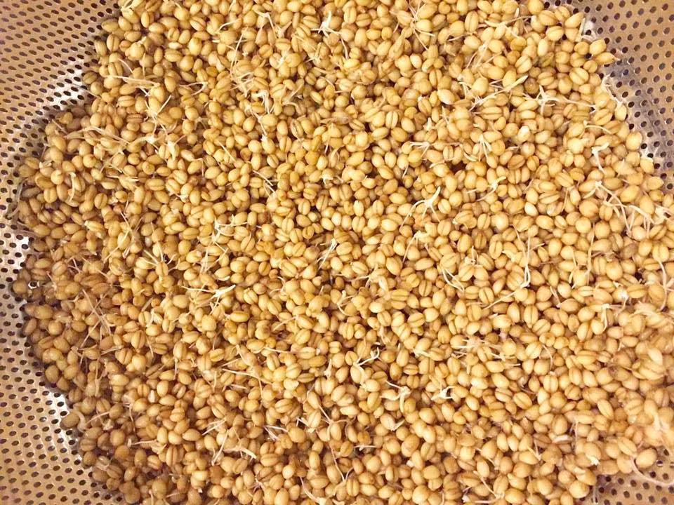 Sieu doc o Ha thanh: Trong lua xo nha ep "sua" uong hang ngay-Hinh-2