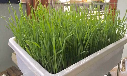 Sieu doc o Ha thanh: Trong lua xo nha ep "sua" uong hang ngay