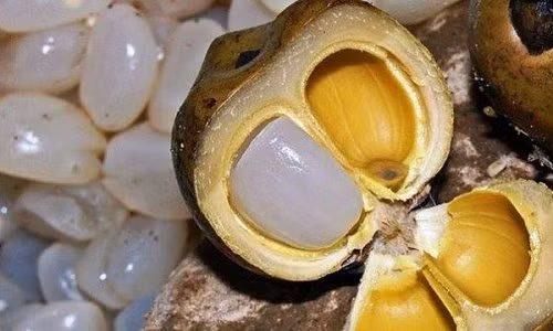 Quả đác kết thành từng buồng lớn. Mỗi quả có 3 - 4 hạt. Ảnh: Cleverfood.