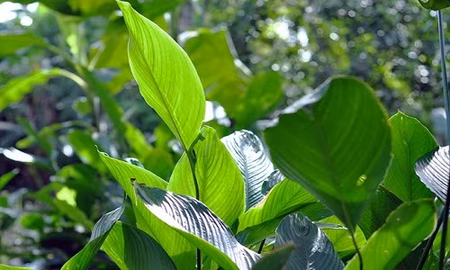 Anh: Vung trong la dong lon nhat Dong Nai hoi ha thu hoach Tet