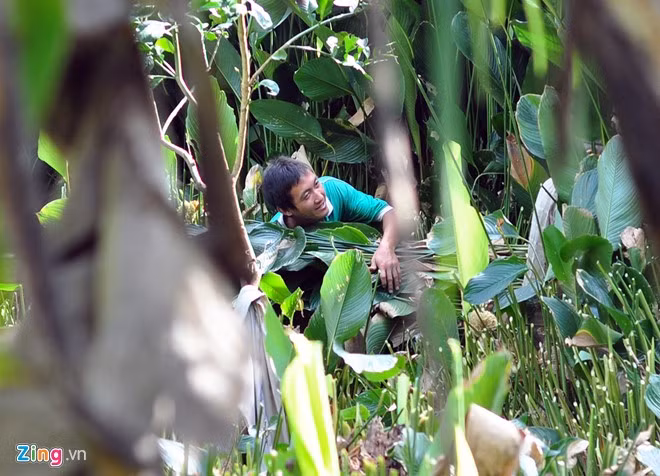Do cây được trồng ở những nơi có địa hình xấu nên người thu hoạch gặp nhiều khó khăn. Anh Hoàng Công Mạnh nói rằng vườn dong rậm rạp, ẩm ướt nên người thu hoạch luôn bị muỗi đốt hoặc đối diện rắn lục. Nhiều người vác nặng sụp xuống nơi bùn lầy hoặc ngã nhào vì trượt chân khi lên dốc trơn.